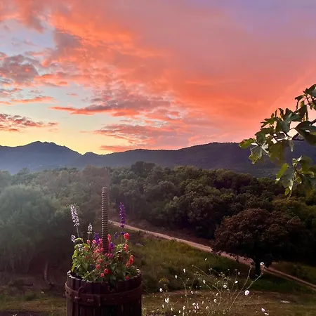 Tradition Corse & Modernite I Caseddi Di Barabe بيت للعطل Granace