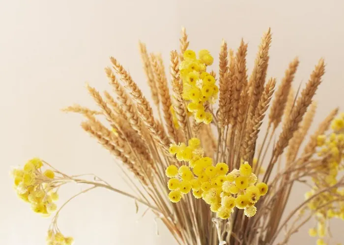 Tatil Evi Tradition Corse & Modernite I Caseddi Di Barabe